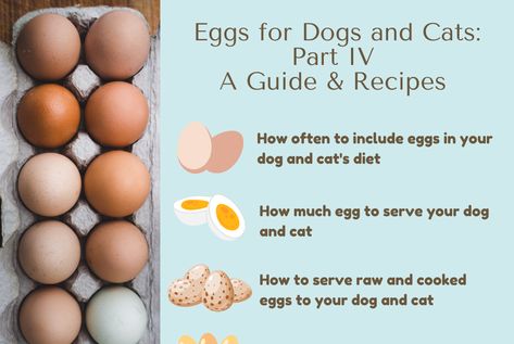 Ottawa Valley Dog Whisperer : Eggs for Dogs, Cats - How Much Egg to Serve, Raw, Cooked and Recipes Your Guide to Eggs Part Four Eggs For Dogs, Ottawa Valley, Prepared Eggs, Egg Replacement, Cat Diet, Dog Whisperer, Dog Birthday Cake, Dog Food Bowls, Whole Food Diet