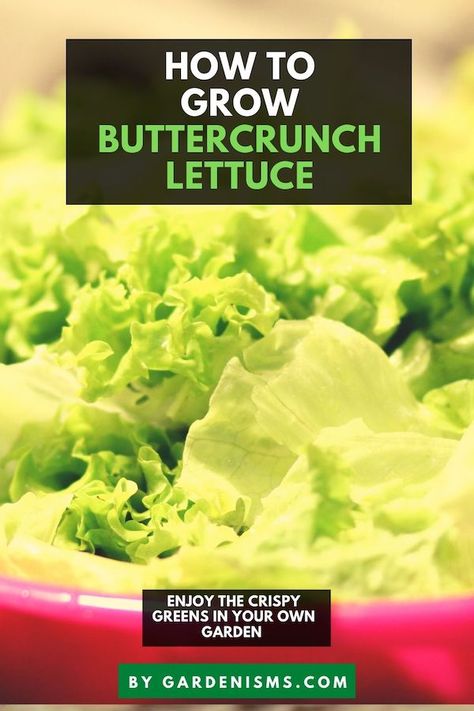 Growing Butter Lettuce, Butter Crunch Lettuce, Bib Lettuce, Buttercrunch Lettuce, Growing Seedlings, Butter Crunch, Seed Starter Kit, Lettuce Seeds, Growing Lettuce