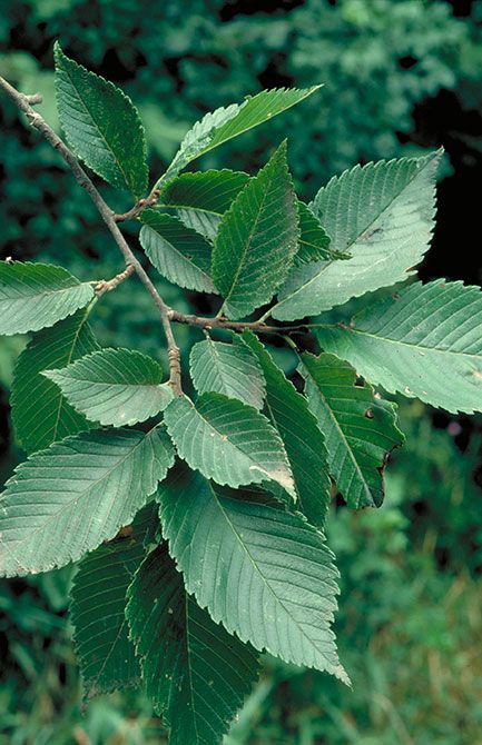 American elm (Ulmus americana) | Minnesota DNR American Elm Tree, Blackland Prairie, Prairie Plants, Shakespeare Garden, Silent Spring, Flower References, Mini Forest, Rose Campion, Sketch Reference