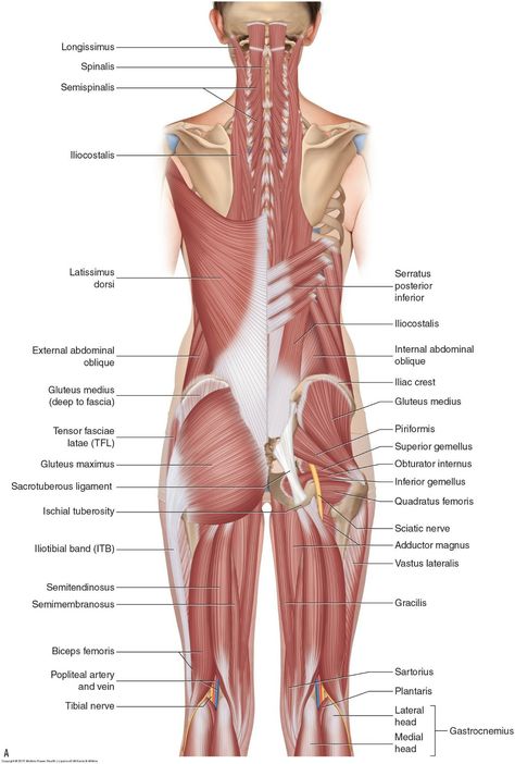 Hip Muscles Anatomy, Body Muscle Anatomy, Punkty Spustowe, Hip Anatomy, Human Muscle Anatomy, Basic Anatomy And Physiology, Lower Back Muscles, Human Body Anatomy, Muscle Anatomy