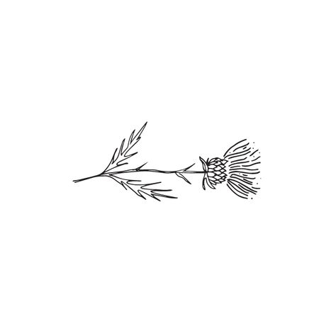 Minimal Thistle Tattoo, Thistle Line Art, Fine Line Scottish Thistle Tattoo, Minimalist Thistle Tattoo, Cornflower Drawing Simple, Thistle Line Drawing, Thistle Tattoo Fine Line, Thistle Drawing Simple, Blue Thistle Tattoo