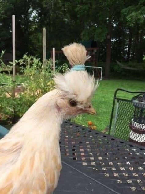 Pet Chicken, Animal Aesthetic, A Chicken, Feathers, Chicken, Pet, Memes, Funny, Green