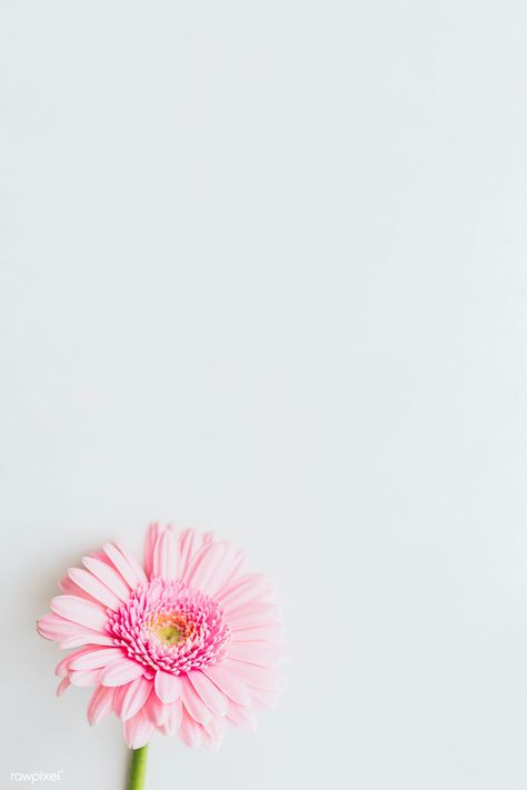 Single light pink Gerbera daisy flower on gray background | free image by rawpixel.com / Karolina / Kaboompics Aesthetic Template Background, Flower Wallpaper Iphone, Gerbera Daisy Bouquet, Pink Gerbera Daisy, Gerbera Daisy Flower, Daisy Background, Mac Wallpapers, Spring Flowers Background, Flower Background Iphone