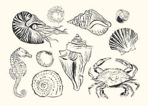 Vector vector hand drawing nautical elem... | Premium Vector #Freepik #vector Shell Drawing Simple, Nautical Drawings, Nautical Drawing, Jungle Cats, Shell Drawing, Nautical Elements, Seashell Tattoos, Elements Illustration, Jungle Cat