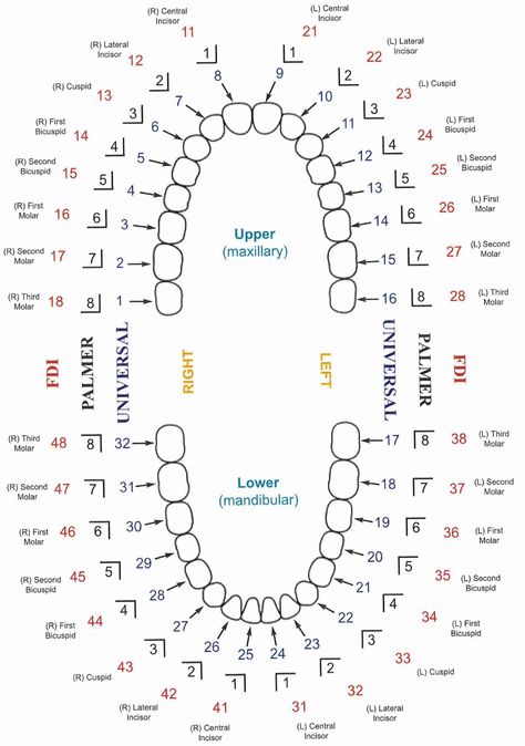 URBN Dental will help you get familiar with universal dental notation (UDN) and tooth number chart so you can understand the tooth numbering system and can help you take care of your teeth. Dental Assistant Study Guide, Dental Charting, Dental Assistant School, Dental Assistant Study, Dental Hygiene Student, Tooth Chart, Dental Hygiene School, Dentistry Student, Dental Anatomy