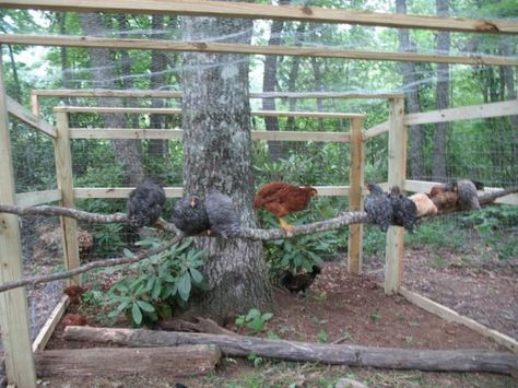 around a tree, inside run Chicken Run With Trees, Tree Branch Chicken Roost, Chicken Run Perch Ideas, Chicken Tree Perch, Chicken Habitat, Giant Chicken Coop, Chicken Tree, Chicken Roost Ideas, Plants For Chickens