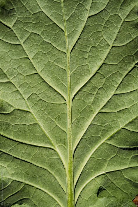 Fresh from garden collard green leaf with vein pattern closeup texture. Collard Green, Leaf Veins, Leaf Texture, Close Up Photography, Floor Art, Collard Greens, Forest Floor, Tree Bark, Green Leaf