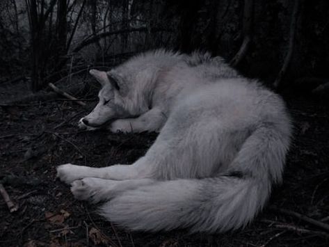 Lone Wolf Quotes, Werewolf Aesthetic, Lone Wolf, White Wolf, Fantasy Aesthetic, Arte Fantasy, 영감을 주는 캐릭터, Character Aesthetic, 귀여운 동물