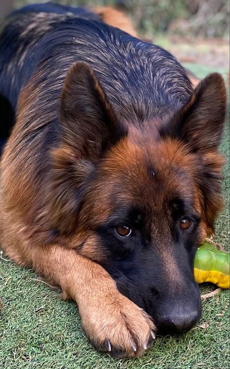 Sherman Shepherd Dogs, Shepherd Dogs, Lhasa Apso, Cairn Terrier, German Shepherds, German Shepherd Dogs, Shepherd Dog, Doberman, Mans Best Friend