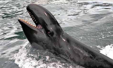 Whales Show Signs of Coping With Man-Made Noise Underwater - NYTimes.com #whales False Killer Whale, Dolphin Family, Whale Song, Life Aquatic, Killer Whale, Deep Ocean, Marine Mammals, Killer Whales, Ocean Creatures