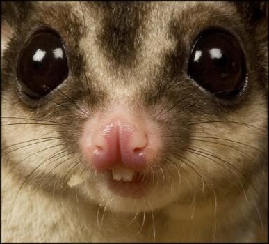 Cute Sugar Glider, Sugar Glider Care, Sugar Glider Baby, Sugar Gliders, Pocket Pet, Sugar Glider, So Cute