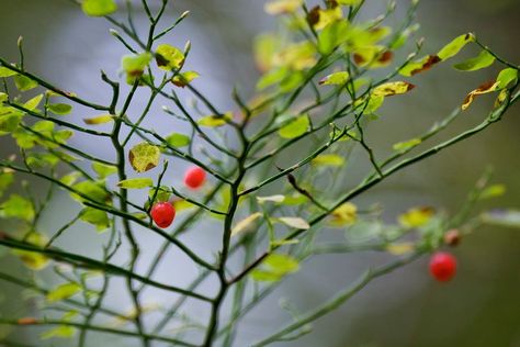 Huckleberry Tattoo, Red Huckleberry, Edible Berries, Pacific Rim, Vancouver Island, Native Plants, British Columbia, Vancouver, North America