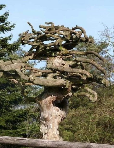 Wise Tree, Weird Trees, Amazing Trees, Twisted Tree, Magical Tree, Beautiful Trees, Old Trees, Ancient Tree, Tree Photography