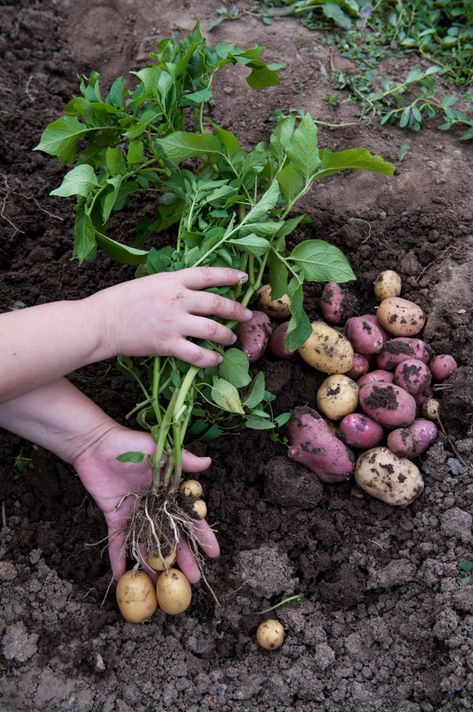 How to Chit Seed Potatoes + Planting & Growing Tips Potatoes Planting, How To Plant Potatoes, Garden Potatoes, Potato Planting, Christmas Potatoes, Harvesting Potatoes, Plant Potatoes, Seed Potatoes, Potato Gardening