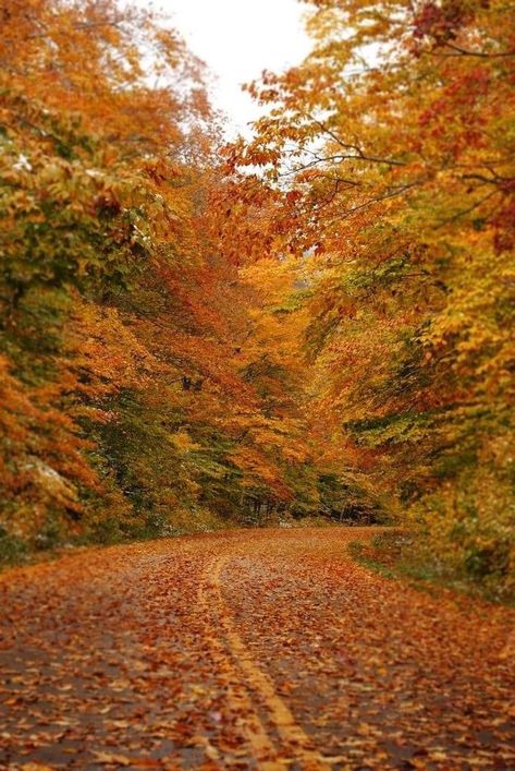 Late Fall Aesthetic, Stowe Vermont Fall, Autumn Vermont, Autumn Season Aesthetic, Aesthetic Background Green, Fall Leaves Aesthetic, Mine Aesthetic, Autumn Feeling, Vermont Fall