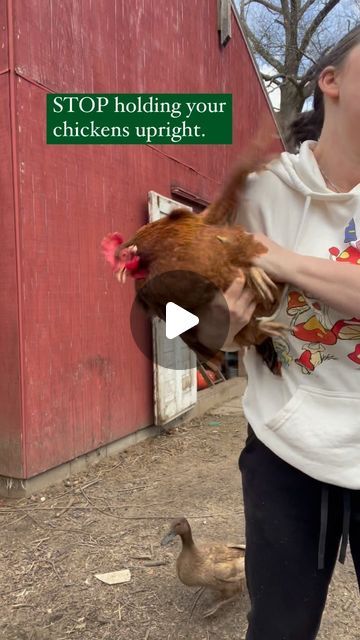 212K views · 6.3K likes | Eclipsed Acres on Instagram: "Did you know?   You can also put them to sleep if you tuck their beak under their feather!  ✨Chicken magic✨  #chickensofinstagram #chickensofig #backyardchickens #chickenwhisperer #isabrown #ameracuana #chickenfarmer #homesteadlife #chickenhack #midwesthomestead #homesteadinglifestyle" Transporting Chickens, Chicken Coups, Follow Your Gut, Respiratory Distress, Mouth Breathing, Chicken Care, Chicken Coup, Laying Hens, Animal Husbandry