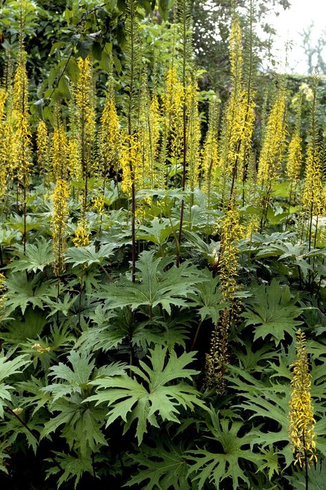 Ligularia Przewalskii Ligularia Przewalskii, Shady Border, Shade Landscaping, Types Of Hydrangeas, Shade Garden Design, Plants For Shade, Australian Native Garden, Shade Garden Plants, Oakleaf Hydrangea