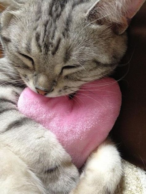 Valentines Pfp, Cats Cuddling, Sleepy Cats, Kitten Cuddle, Gray Kitten, Grey Kitten, Cat Cuddle, Cute And Cuddly, Sleepy Cat