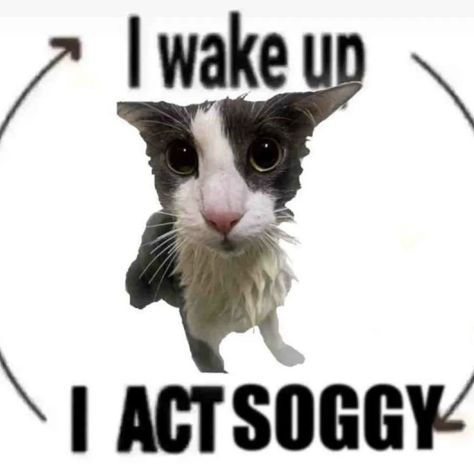 Soggy Cat, Internet Cats, Funny Looking Cats, Cat Run, Bad Memes, Silly Cats Pictures, Funny Cute Cats, Weird Animals, Dog Memes