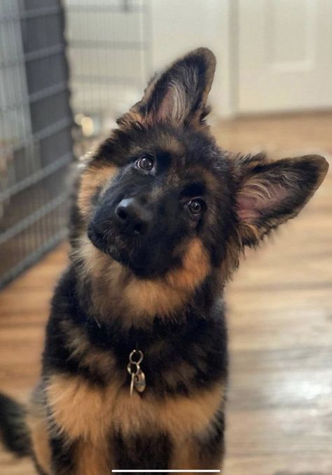 German Sheperd Dogs, Big Dog Breeds, Cute Dogs Images, German Shepherd Puppy, Very Cute Puppies, Super Cute Puppies, Cute Animals Puppies, Very Cute Dogs, Really Cute Dogs