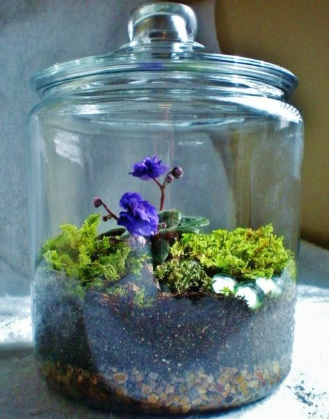 Moss Gardens, Terrariums Diy, Spring Planter, Empty Candle, Beautiful Terrariums, Mini Gardens, Moss Terrarium, Moss Garden, Terrarium Diy