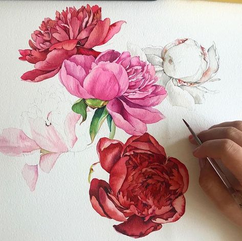 Peony Drawing, Coral Peonies, Watercolor Blog, Peony Art, Watercolor Workshop, In Progress, 수채화 그림, Watercolor Paintings Tutorials, Painting Flowers