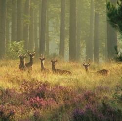 take me to the lakes where all the poets went to die i don't belong and my beloved neither do you those windermere peaks look... Take Me To The Lakes, Poets, In The Middle, The Middle, Deer, Trees, Purple, Flowers