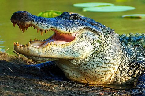 alligator with mouth open Isn't he beeyooteefull? Crocodile Species, Animal Teeth, Urban Legends, Crocodiles, Reptiles And Amphibians, Wildlife Animals, Amphibians, Side View, Animal Photography