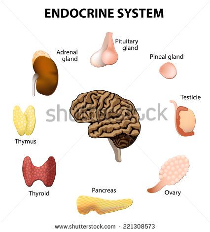 Pancreas Stock Photos, Images, & Pictures | Shutterstock Low Energy Remedies, Tiredness Remedies, Endocrine Disruptors, Pituitary Gland, Pineal Gland, Adrenal Glands, Medical Terminology, Thyroid Gland, Holistic Remedies