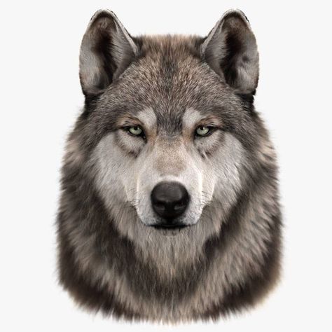 Wolf Side View, Wolf Face Tattoo, Wolf Reference, Dog Wolf, Dog Anatomy, Wolf Images, Wolf Photography, Wolf Painting, Wolf Face