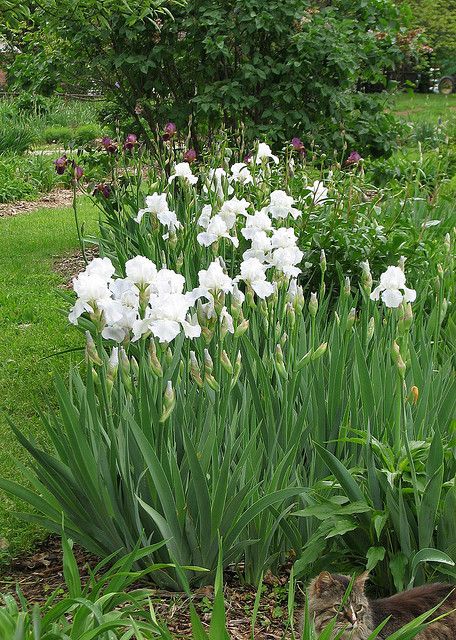 Iris 'Immortality' - reblooming iris Reblooming Iris, White Iris Flower, Moon Gardens, White Iris, Iris Garden, Garden Aesthetic, Moon Garden, Decoration Garden, Aesthetic White