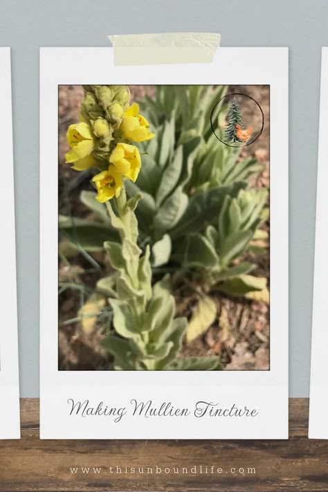 How To Use Mullein, Mullein Leaf Tincture Recipe, How To Process Mullein, Mullein Leaf Tincture, Mullin Herb, Mullein Cough Syrup Recipe, Mullein Tincture Benefits, How To Make Mullein Tincture, Mullen Tincture Recipe