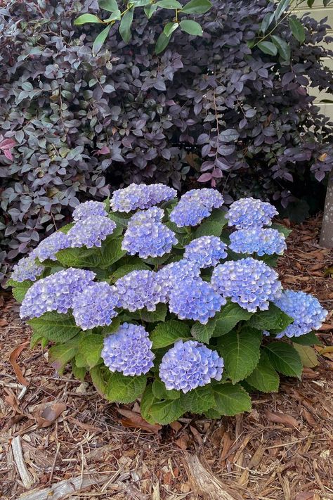 Plant Growers Australia - Hydrangea Blue Magical Revolution Hydrangea Magical Properties, Magical Revolution, Hydrangea Blue, Hydrangea Macrophylla, Indoor Flowers, Blue Hydrangea, Unique Flowers, Garden Beds, Cottage Garden