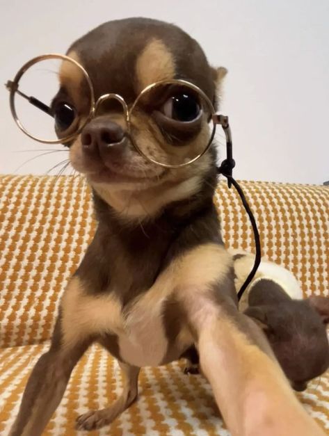 Dobi Chihuahua, Chiuhauha Funny, Funny Chihuahua Pictures, Wholesome Dog, Chihuahua Photos, Chihuahua Funny, Cute Animals Puppies, Very Cute Dogs, Funny Animal Photos