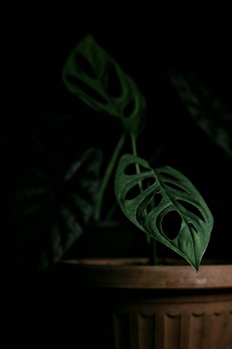 #monstera #adansonii #monsteraadansonii #indoorplant #houseplant #tropicalplant #photography #indoorplants #houseplants #tropicalplants #aroid #aroids #vines #plantphotography #darkphotography #moodyshots #moodyphotography #darkplants #vine #waterdroplets #water #droplets #plantwater #wallpaper #darkwallpaper #plantwallpaper #darkplantwallpaper Swiss Cheese Plant Aesthetic, Monstera Adansonii, Swiss Cheese Plant, Cheese Plant, Plant Photography, Dark Mode, Plant Aesthetic, Plant Painting, Swiss Cheese