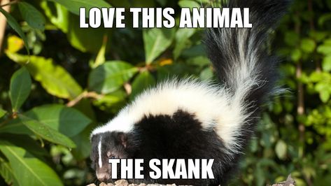 Love This Animal The Crap, Love This Animal, Wholesome Memes, Know Your Meme, Cutie Pie, Really Funny Pictures, Animal Memes, Funny Laugh, Reaction Pictures