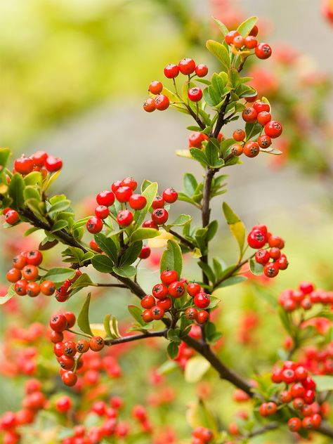 berry plant branch Hiraeth Aesthetic, Mum Painting, Plate Sketch, Fruit References, Plant Reference, Fruit Branch, Floral Photos, Red Twig Dogwood, Botanical Inspiration