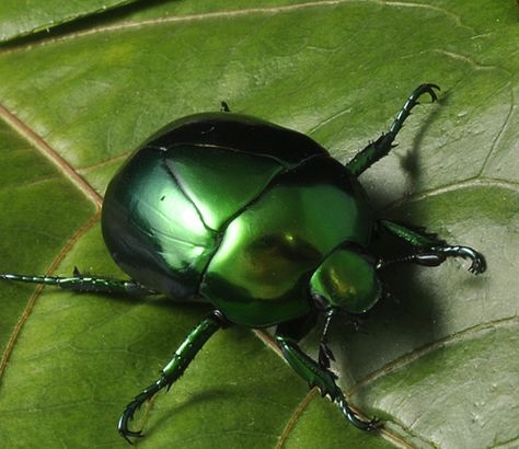 metallic+insects | Metallic green beetle | Macraspis sp. Green Beetle Aesthetic, Green Bug Aesthetic, Insect Aesthetic, Beetle Aesthetic, Magic Faraway Tree, The Magic Faraway Tree, Green Bug, Faraway Tree, Green Beetle