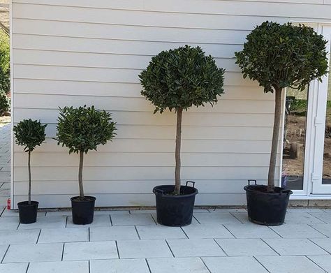 Four sizes of our topiary bay lollipops - Tree forms are ¼ ½ ¾ and full standards (left to right) Multi Stemmed Trees, Tall Narrow Trees Small Spaces, Multi Stemmed Small Trees, Container Trees, Multistemmed Trees, Yew Topiary Balls, Lollipop Trees, Urban Gardening Ideas, Lollipop Tree