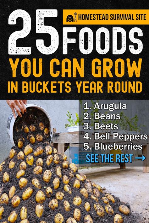 25 Foods You Can Grow In Buckets Year Round Grow Your Own Food Indoors, Grow Food Indoors Year Round, Fruits You Can Grow Indoors, Bucket Gardens, Year Round Gardening, Grow Your Own Vegetables, Growing Vegetables In Pots, Growing Your Own Food, Bucket Gardening