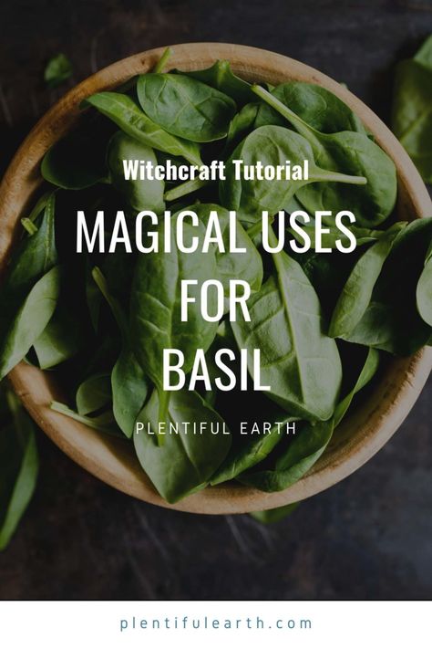 Magical Properties of Sweet Basil | Basil Materia Magicka » Plentiful Earth Magical Properties Of Basil, Basil Magical Uses, Basil Meaning Witchcraft, Benefits Of Basil Leaves, Basil Witchcraft, Basil Properties, Basil Magical Properties, Witchy Incense, Uses For Basil