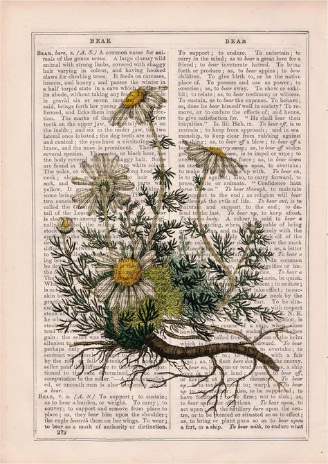 Chamomile plant ilustration art collage print. Our botanical prints are based on classic illustrations by scientific illustrators who highlighted the shape, color and details of each plant species. They are a perfect gift for flowers, plants and gardening lovers. They also add a charming touch to rooms such as bathrooms, kitchens, or bedroom. SHIPPING RETURNS Copyright © PRRINT! All Rights Reserved. Chamomile Plant, Plants And Gardening, Botanical Collage, Dictionary Book, Plant Book, Vintage Dictionary, Nature Posters, Vintage Botanical Prints, Plant Drawing