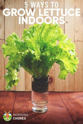 Growing Lettuce Indoors, Gemüseanbau In Kübeln, Regrow Vegetables, Growing Food Indoors, Indoor Vegetables, Growing Lettuce, Indoor Vegetable Gardening, Veg Garden, Indoor Herb Garden