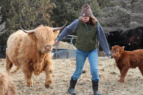 Highland cattle on the rise as an easy breed to handle - Agweek | #1 source for agriculture news, farming, markets Stock Show, Rural Living, Highland Cattle, Home On The Range, Highland Cow, Farm Life, The Rise, Agriculture, Cow