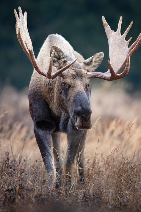 An Alaska bull moose with a large set of antlers strikes a pose of curiosity. Offered as a high-quality glossy print; high-gloss on metal; or 1 1/2-inch border-wrapped glossy premium canvas. Specific product information includes: GLOSSY PRINTS - Offered on professional photo paper with a glossy finish. METAL PRINTS - This relatively new medium preserves images by infusing dyes directly into specially coated aluminum sheets. Because the image is infused into the surface and not on it, images take on an almost magical luminescence. The ultra-hard, scratch-resistant surface is waterproof/weatherproof and can be cleaned easily (just avoid direct sunlight).  CANVAS - Photos are printed on silver-based photo paper, then bonded with high pressure and heat onto museum-quality canvas. Glossy finish Moose Wallpaper, Office Decor Christmas, Moose Pictures, North American Animals, Alaska Wildlife, Bull Moose, Moose Antlers, Aluminum Sheets, Paper Home Decor