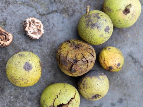 How to harvest black walnuts – discover the right way to get this tough nut to crack - NewsBreak Backyard Trees, Edible Seeds, Work For It, Mulberry Tree, American Black Walnut, Eating Raw, Black Walnuts, Black Walnut, Walnut