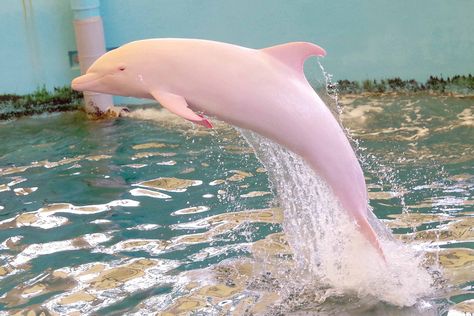 Albino Dolphin, Chinese White Dolphin, White Dolphin, River Dolphin, Coconut Dream, Albino Animals, Pink Dolphin, Mermaid Aesthetic, Mermaid Dreams