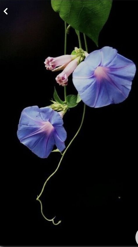 Morning Glory Vine, Vines Funny, Morning Glory Flowers, Virtual Flowers, Garden Vines, Morning Glories, Vines Funny Videos, Bob Ross, Beautiful Flowers Pictures