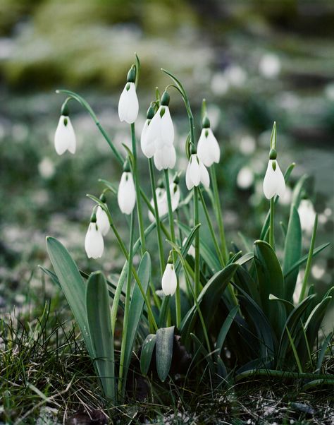 [i]Galanthus plicatus.[/i] Wisteria Pergola, Fruit Cage, Emperors New Clothes, Country Landscape, Stone Arch, Deciduous Trees, Seasonal Flowers, House Garden, Country Gardening