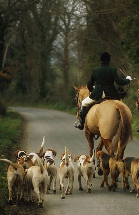 Fox Hunt Art, Hunting On Horseback, English Hunting, English Country Manor, American Foxhound, Country Sports, Fox Hunt, Country Manor, Tally Ho